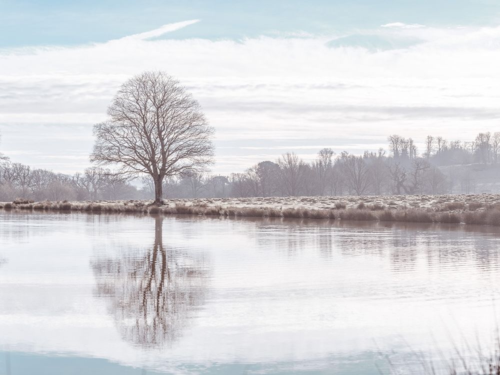 Reflection of a tree art print by Assaf Frank for $57.95 CAD