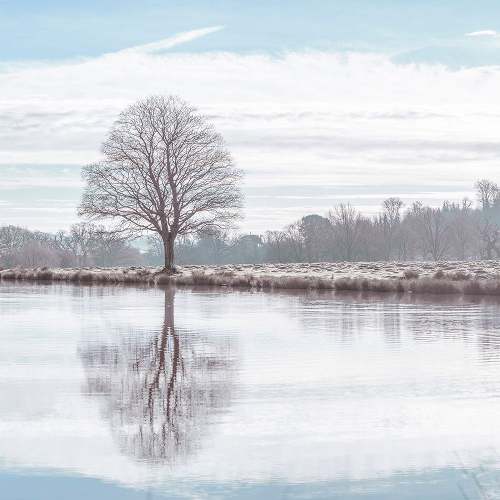 Reflection of a tree in a pond art print by Assaf Frank for $57.95 CAD