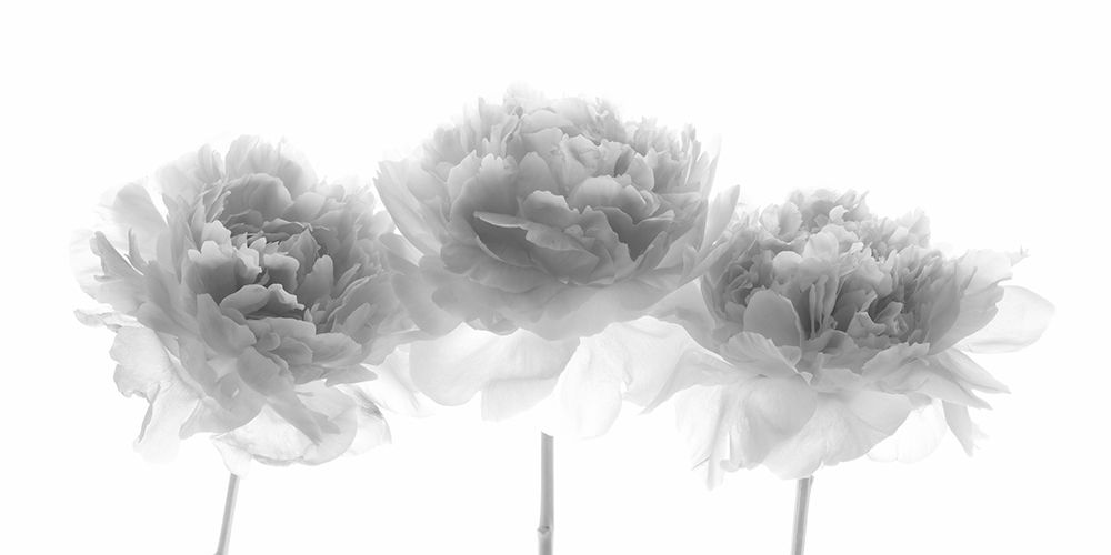 Peonies on white background art print by Assaf Frank for $57.95 CAD