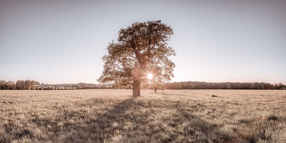 Sun shining through a tree art print by Assaf Frank for $57.95 CAD