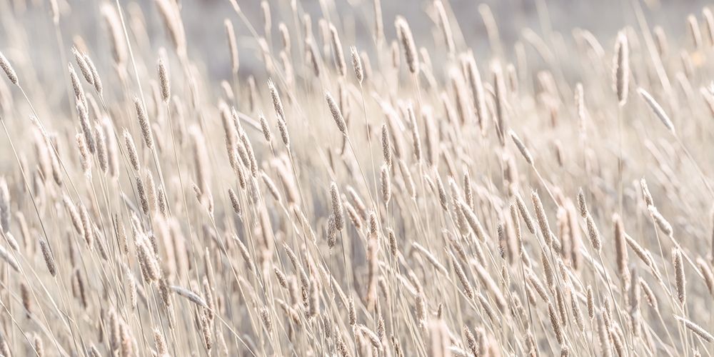 Grass in meadow art print by Assaf Frank for $57.95 CAD