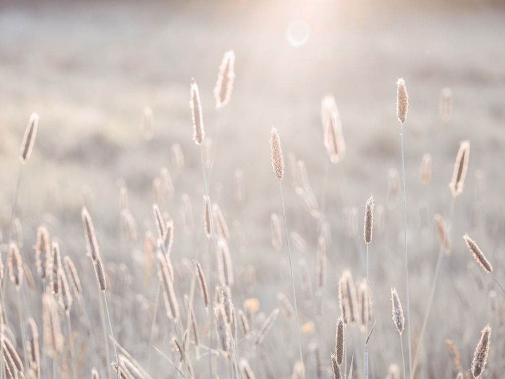 Summer meadow art print by Assaf Frank for $57.95 CAD