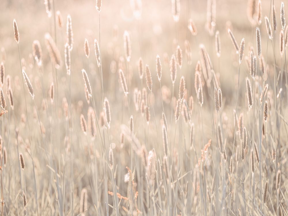Summer meadow art print by Assaf Frank for $57.95 CAD