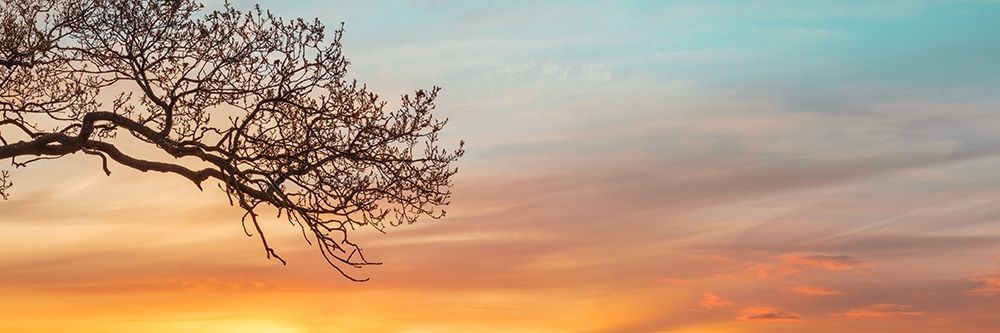 Branches at sunset art print by Assaf Frank for $57.95 CAD