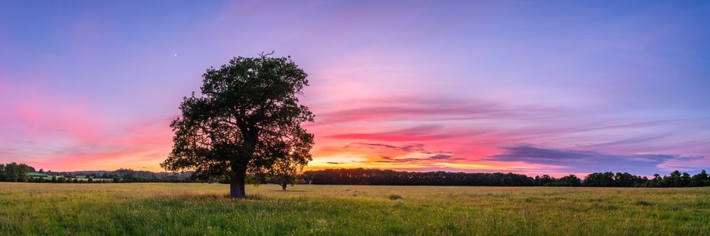 Tree at sunset art print by Assaf Frank for $57.95 CAD