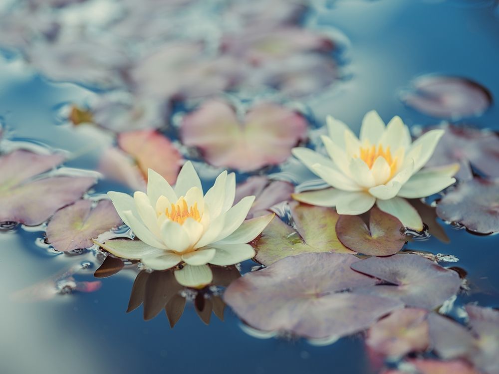 Lotus in pond art print by Assaf Frank for $57.95 CAD