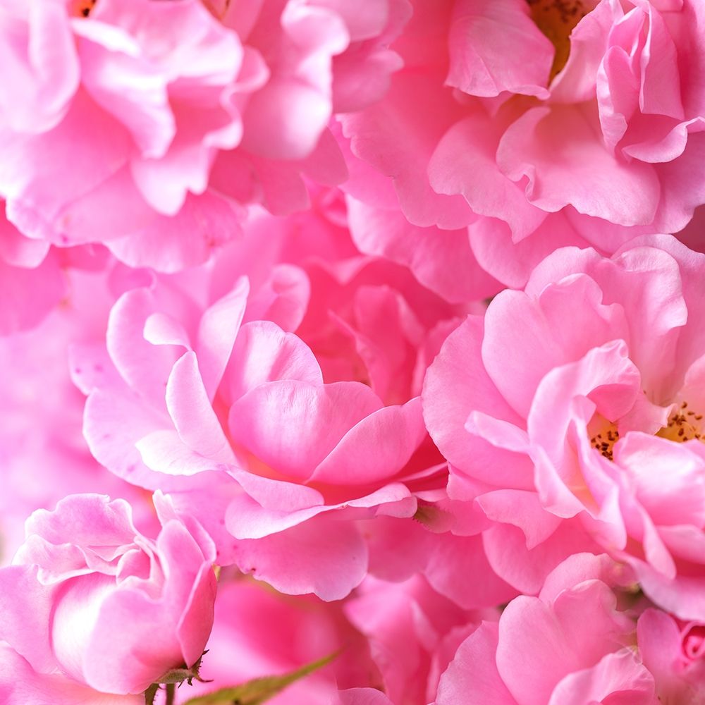 Pink roses art print by Assaf Frank for $57.95 CAD