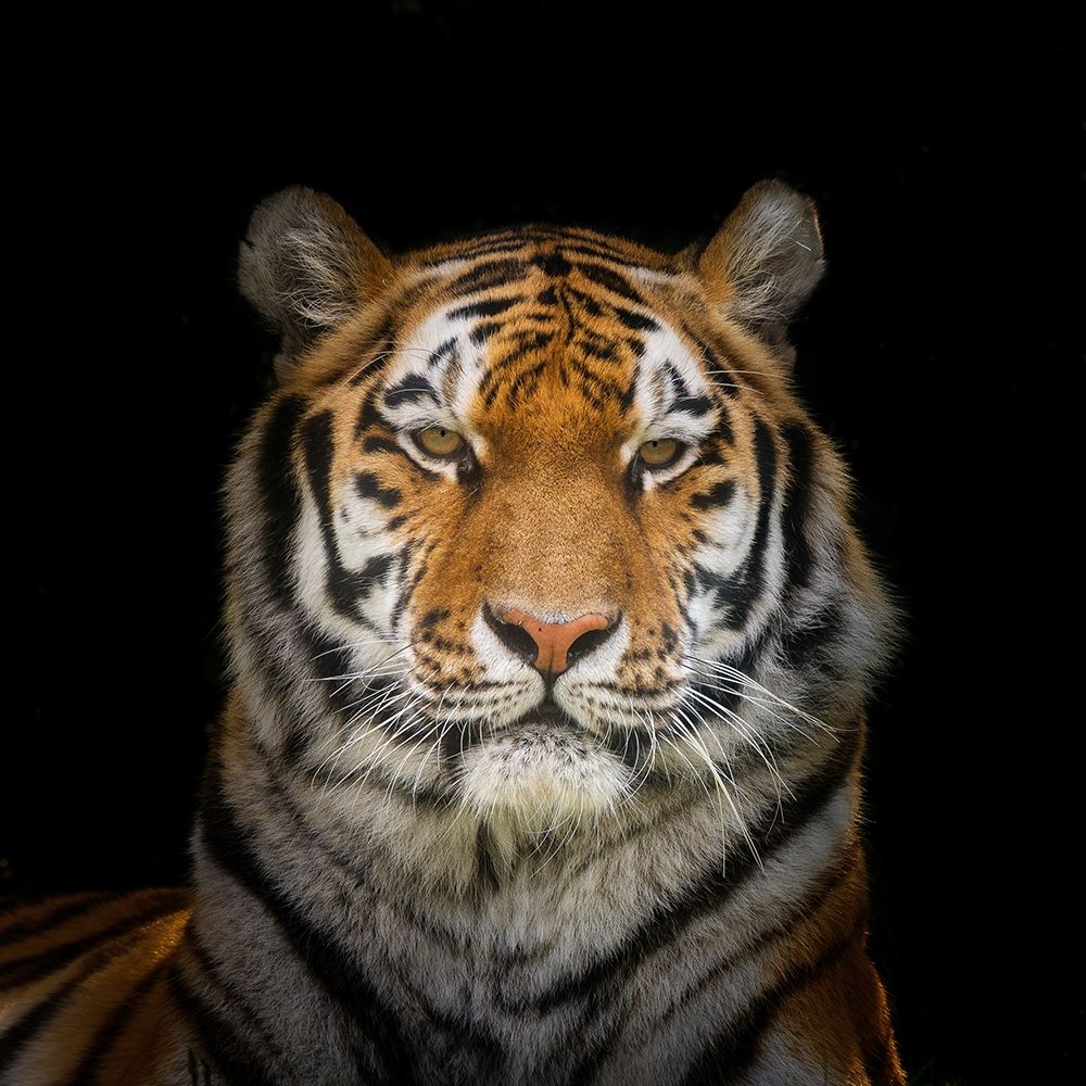 Tiger face art print by Assaf Frank for $57.95 CAD