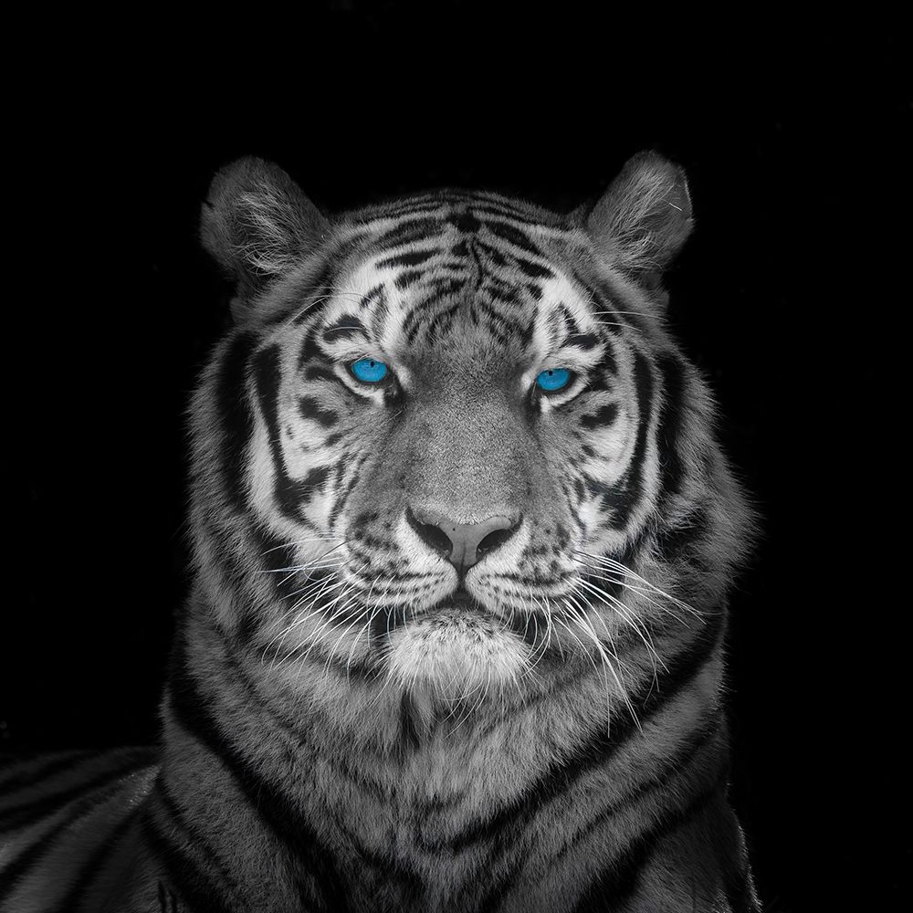 Blue eyes tiger face art print by Assaf Frank for $57.95 CAD