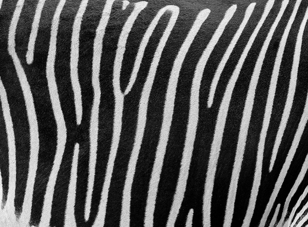 Zebra Skin art print by Assaf Frank for $57.95 CAD