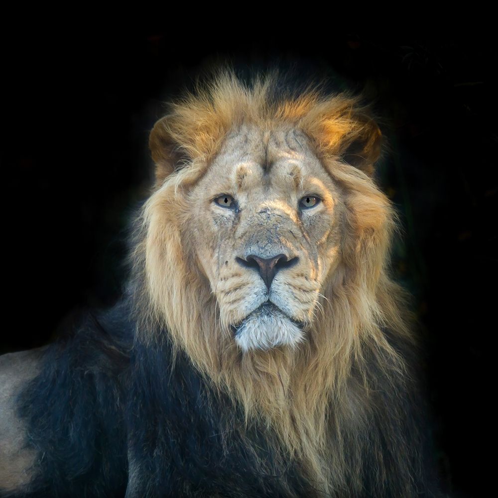 Lion face art print by Assaf Frank for $57.95 CAD