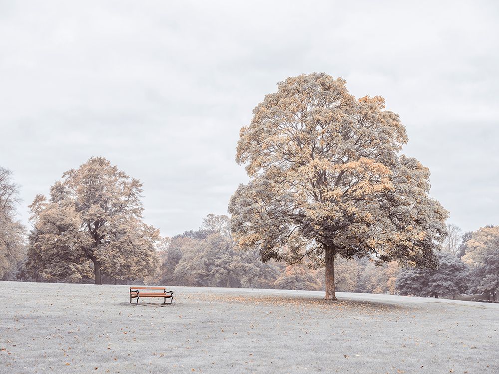 Bench in autumn park art print by Assaf Frank for $57.95 CAD