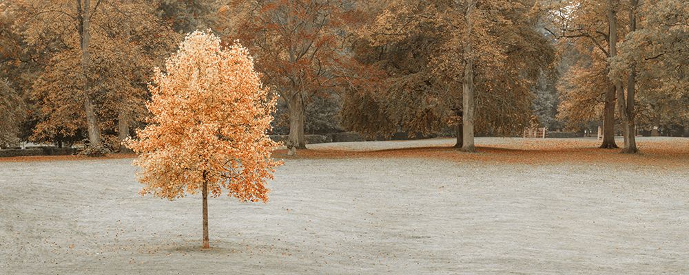 Tree in autumn park art print by Assaf Frank for $57.95 CAD