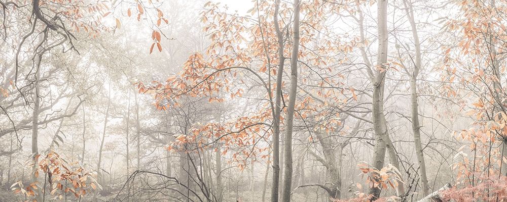 MIsty forest art print by Assaf Frank for $57.95 CAD
