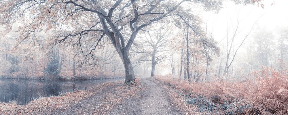 Misty forest art print by Assaf Frank for $57.95 CAD