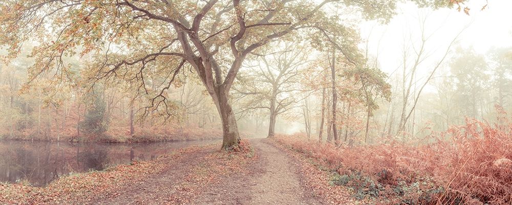 Misty forest art print by Assaf Frank for $57.95 CAD