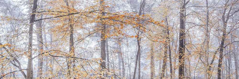 Misty forest art print by Assaf Frank for $57.95 CAD