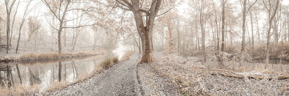 Misty forest art print by Assaf Frank for $57.95 CAD