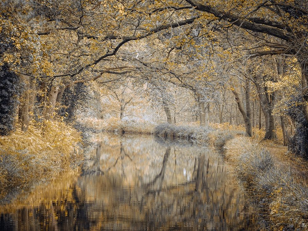 Canal through forest art print by Assaf Frank for $57.95 CAD