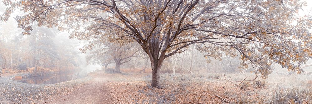 Canal through forest art print by Assaf Frank for $57.95 CAD