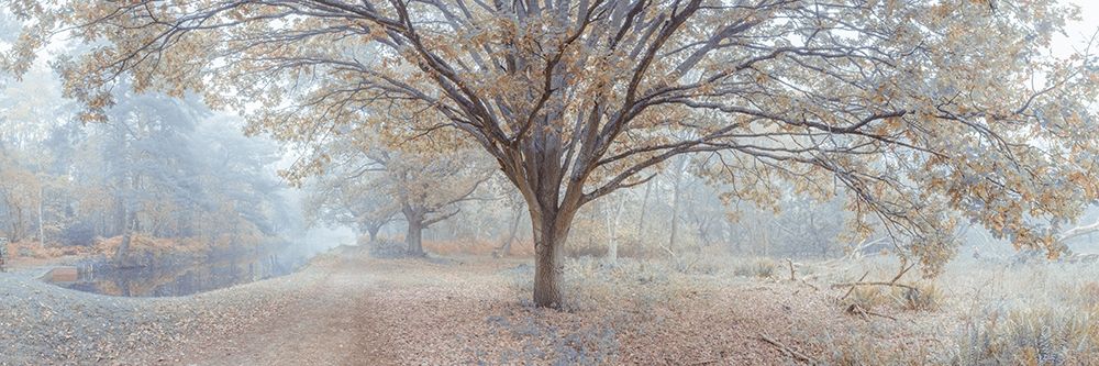 Canal through forest art print by Assaf Frank for $57.95 CAD