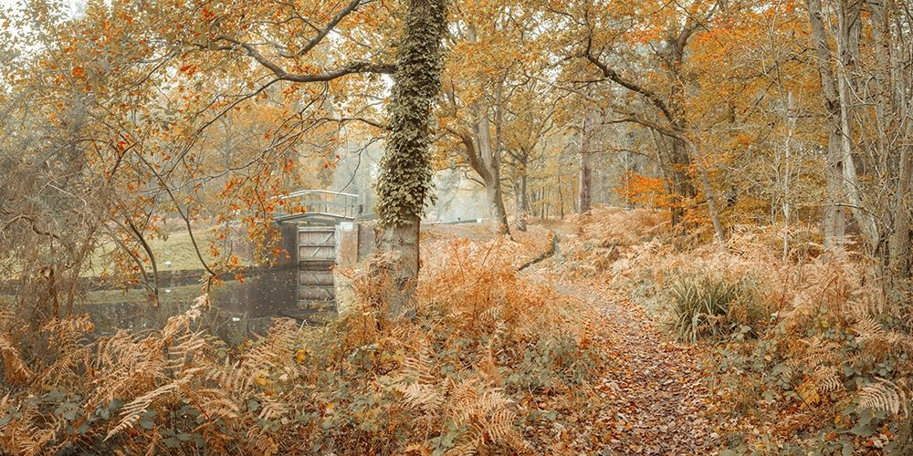 Canal through forest art print by Assaf Frank for $57.95 CAD
