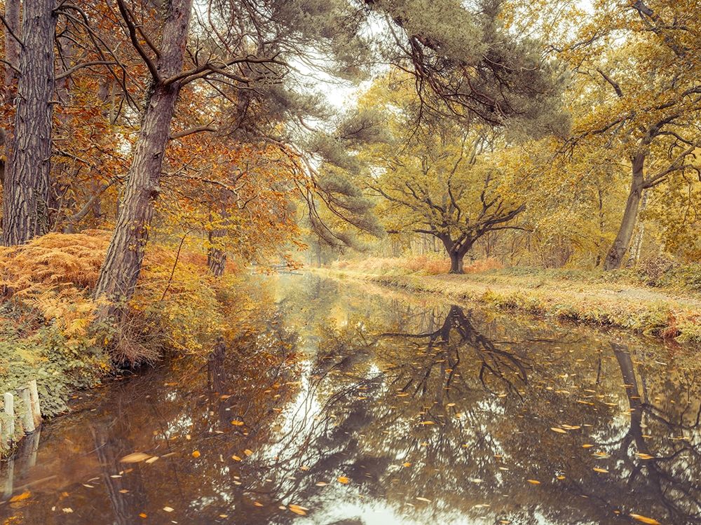 Canal through forest art print by Assaf Frank for $57.95 CAD