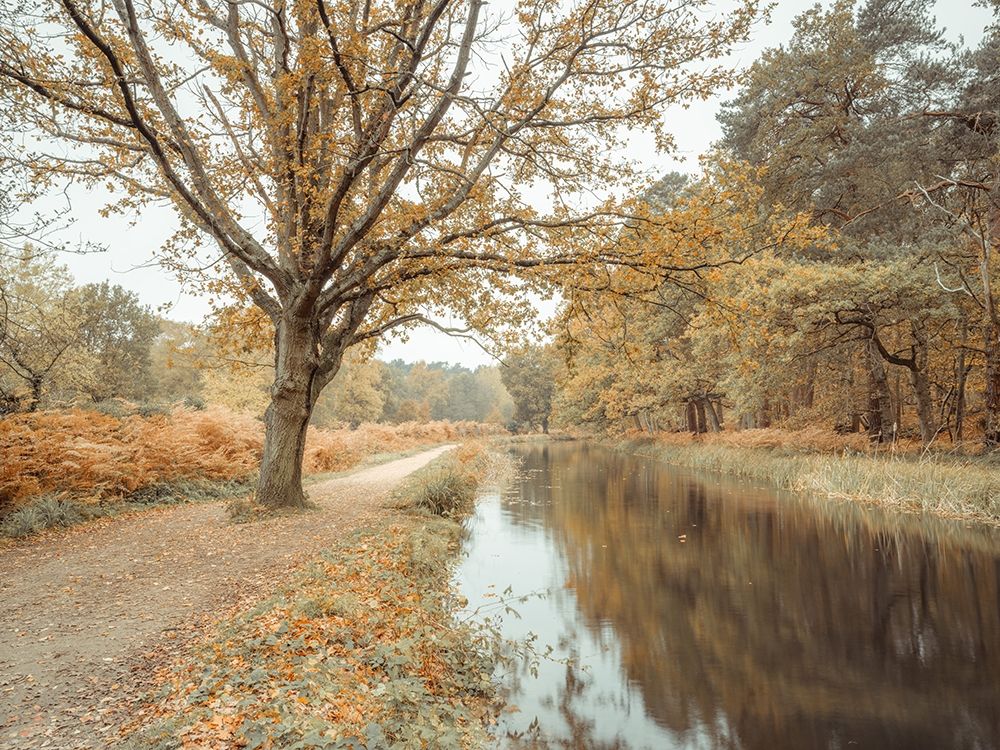 Canal through forest art print by Assaf Frank for $57.95 CAD