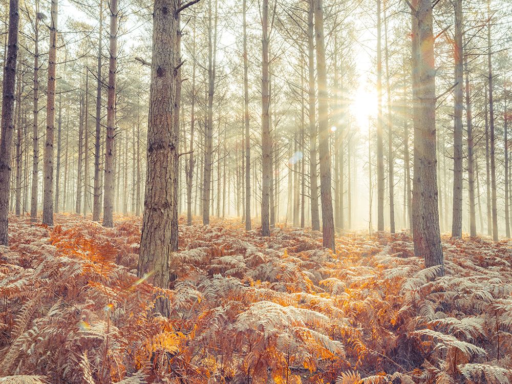 Sunrays through forest trees art print by Assaf Frank for $57.95 CAD