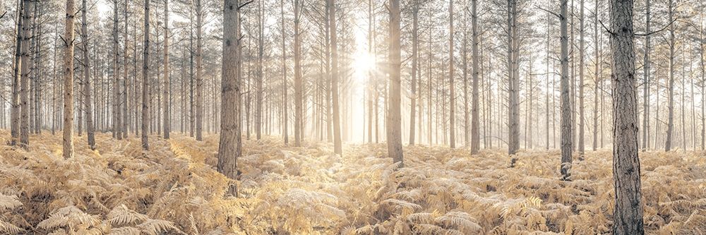Sunrays through forest trees art print by Assaf Frank for $57.95 CAD