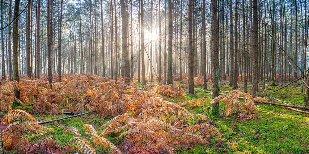 Sunrays through forest trees art print by Assaf Frank for $57.95 CAD