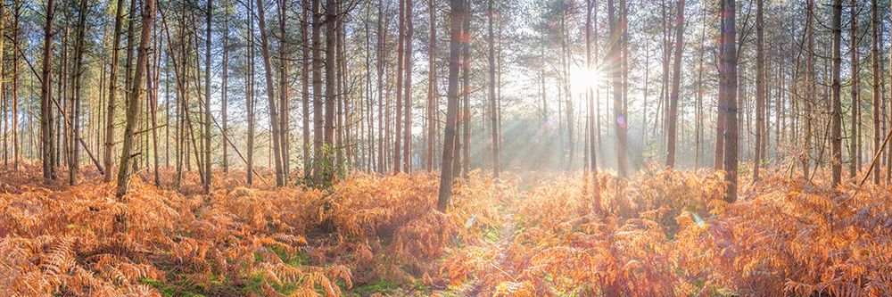 Sunrays through forest trees art print by Assaf Frank for $57.95 CAD