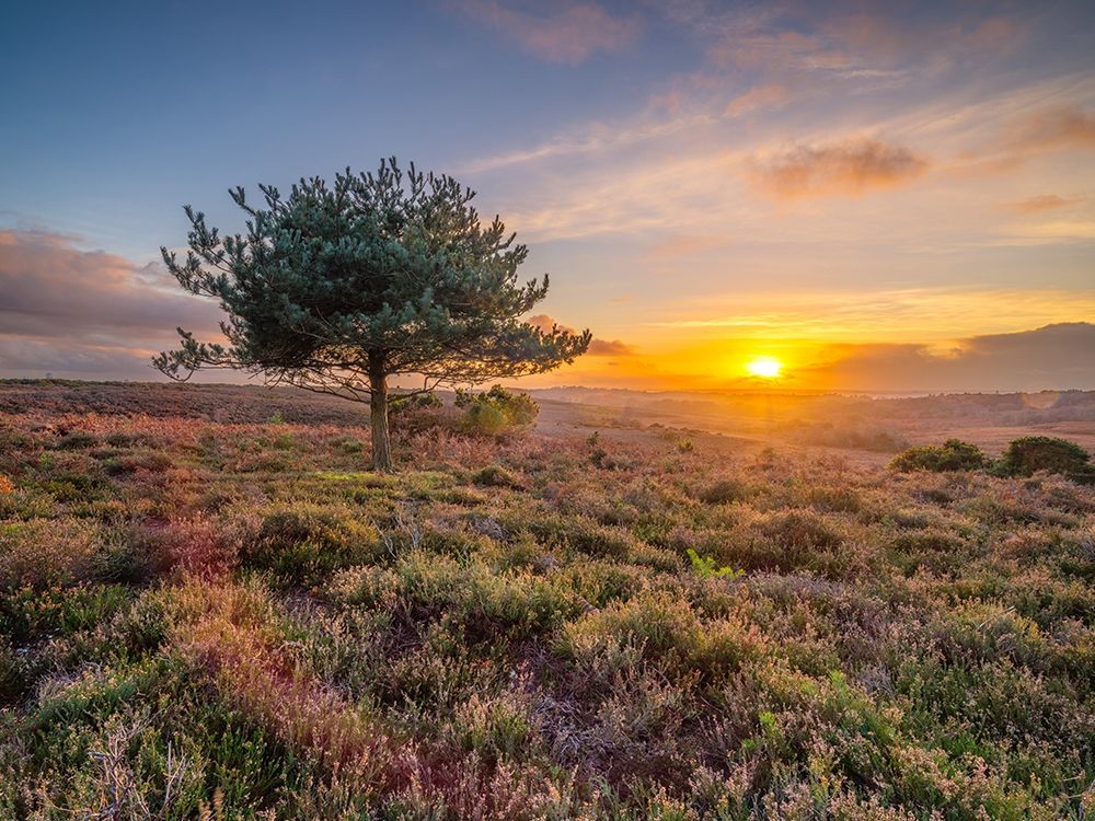 Lone tree sunset-New Forest art print by Assaf Frank for $57.95 CAD