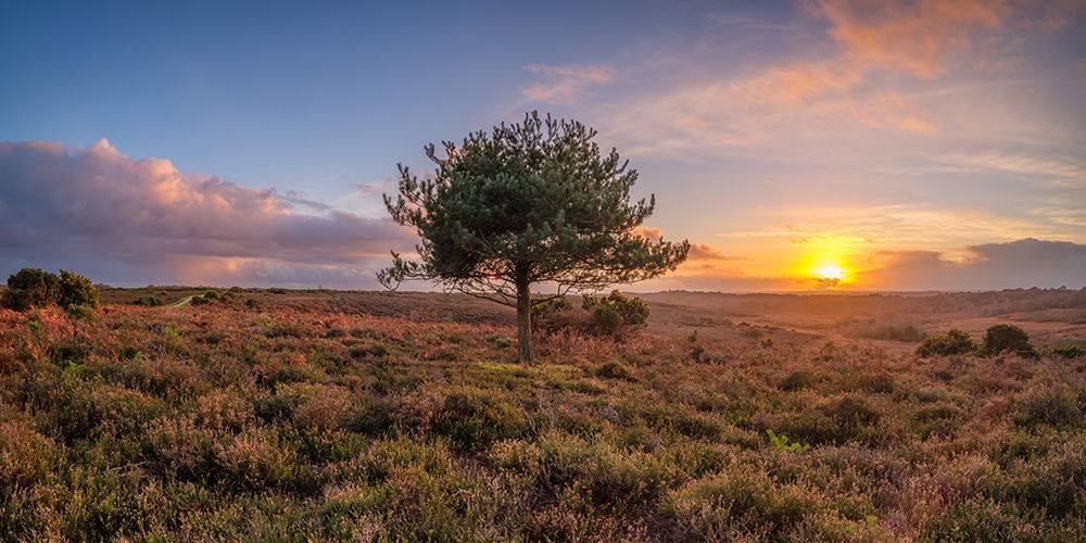 Single tree in meadow art print by Assaf Frank for $57.95 CAD
