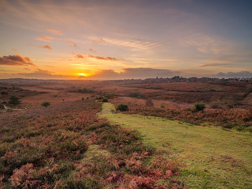 Sunset, New Forest, England art print by Assaf Frank for $57.95 CAD