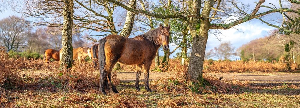 Horse in forest art print by Assaf Frank for $57.95 CAD