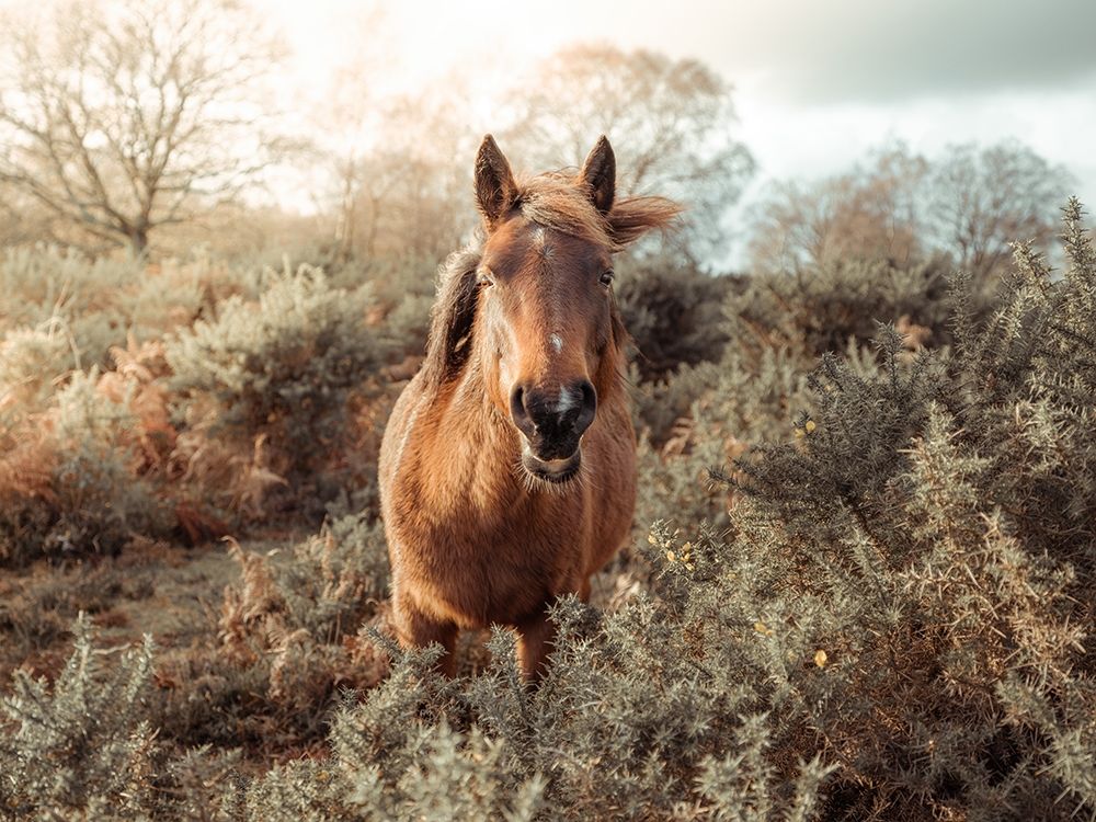Horse in forest art print by Assaf Frank for $57.95 CAD