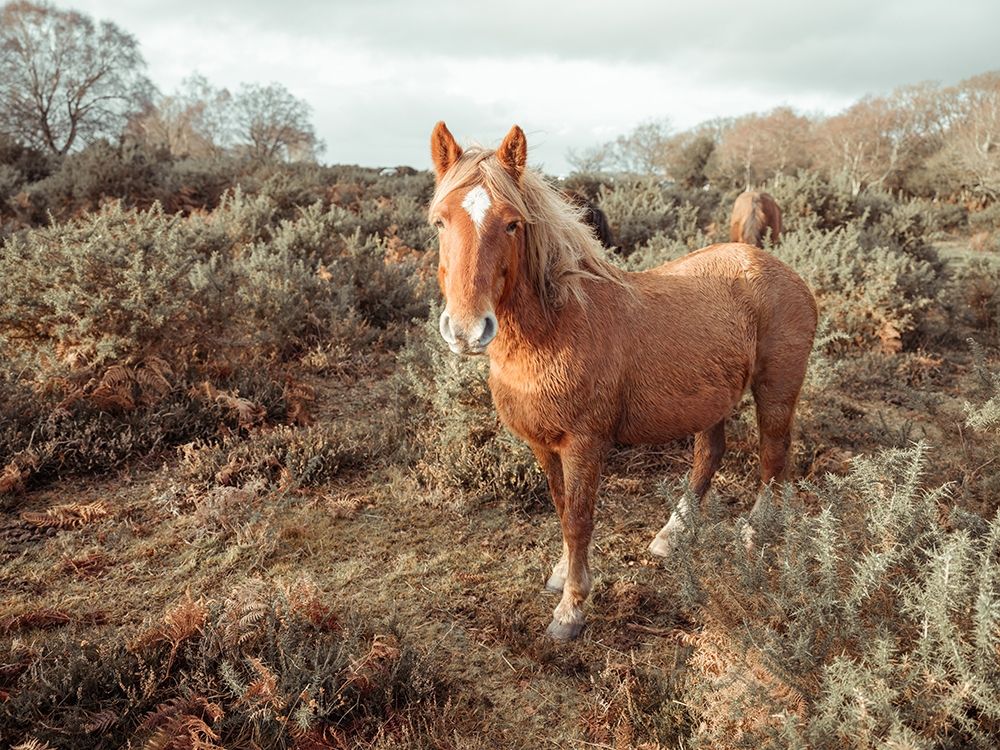 Horses in the wild art print by Assaf Frank for $57.95 CAD