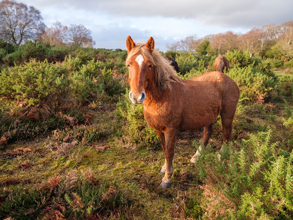 Horse standing in the wild art print by Assaf Frank for $57.95 CAD