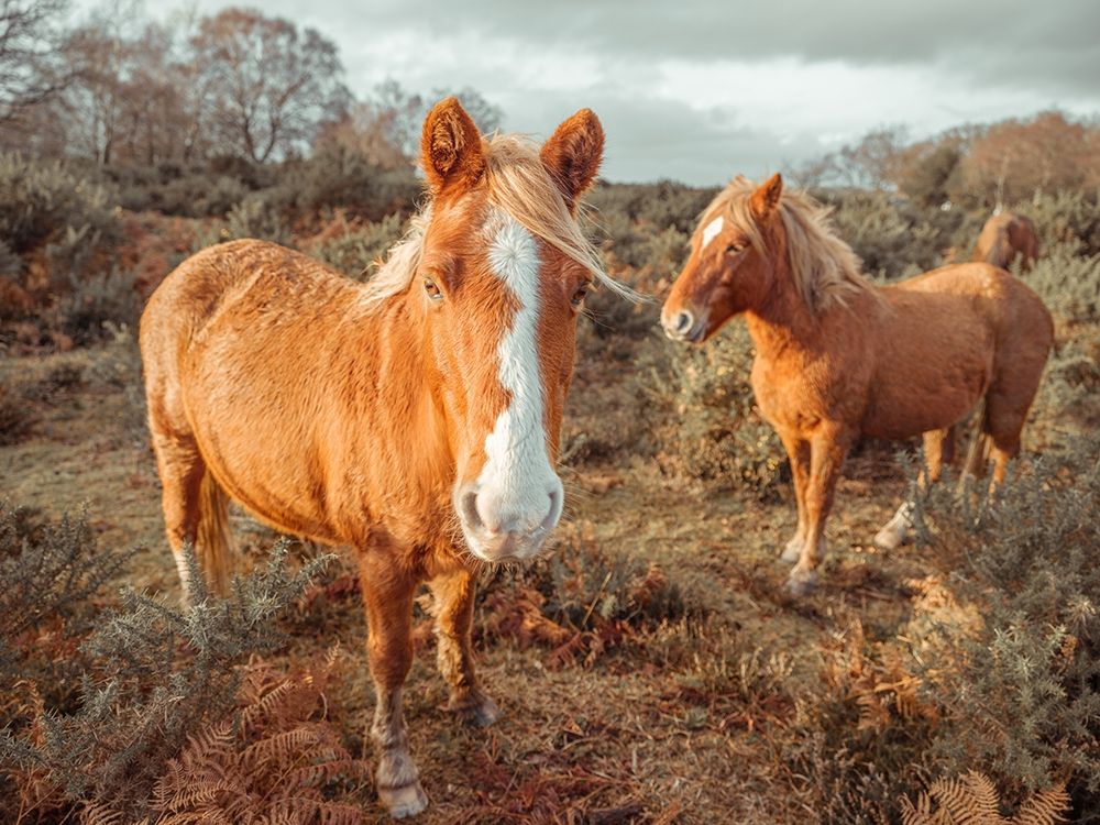 Horses in forest art print by Assaf Frank for $57.95 CAD