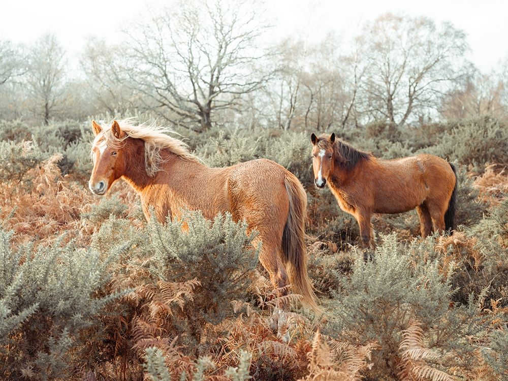Horses in forest art print by Assaf Frank for $57.95 CAD