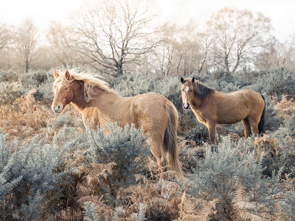 Horses in the wild art print by Assaf Frank for $57.95 CAD