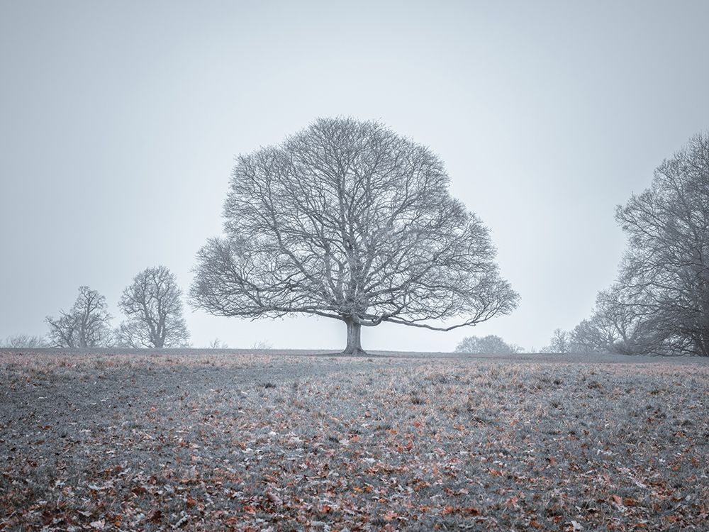 Single tree in meadow art print by Assaf Frank for $57.95 CAD
