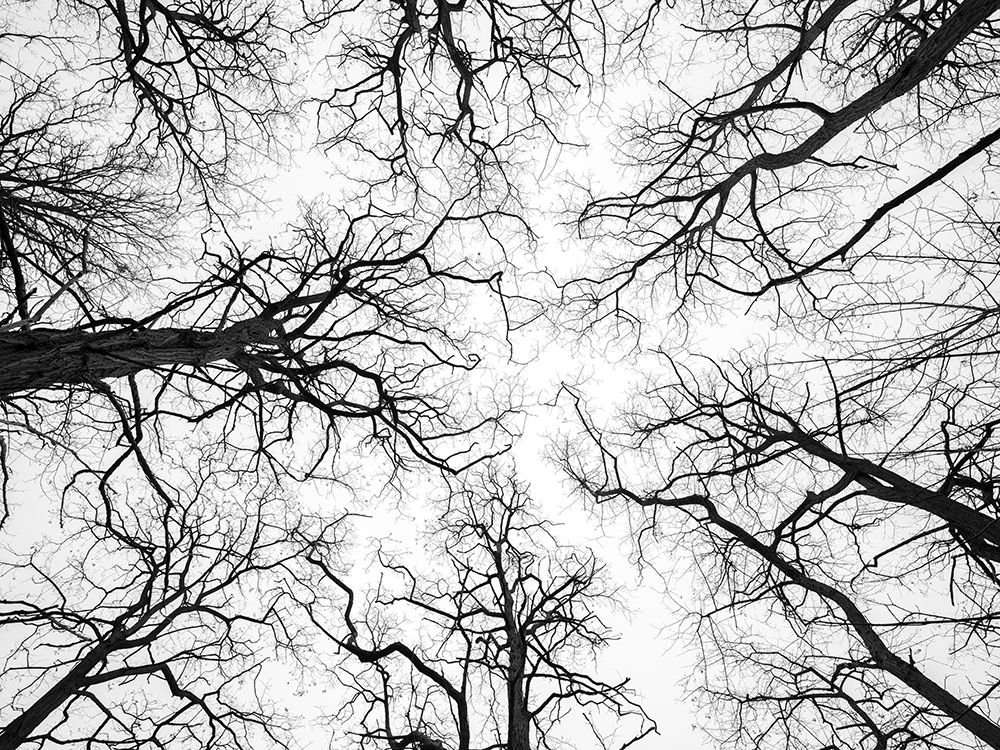 Low angle view of tree tops art print by Assaf Frank for $57.95 CAD