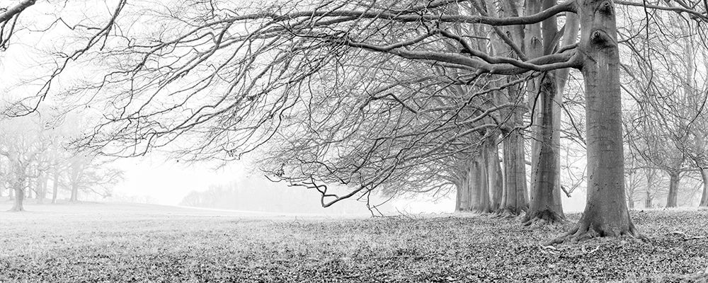 Trees in a row art print by Assaf Frank for $57.95 CAD