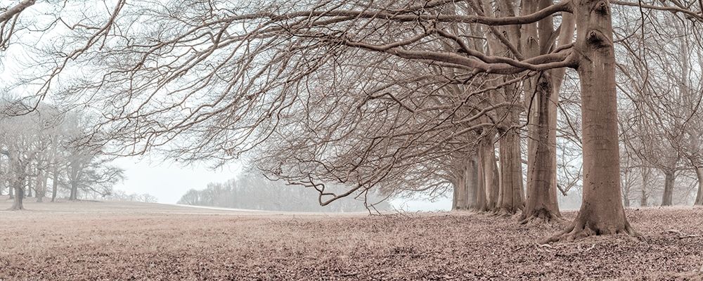 Trees in a row art print by Assaf Frank for $57.95 CAD
