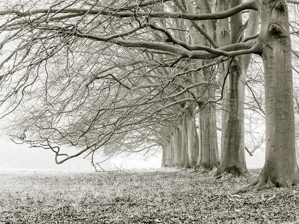 Trees in a row art print by Assaf Frank for $57.95 CAD