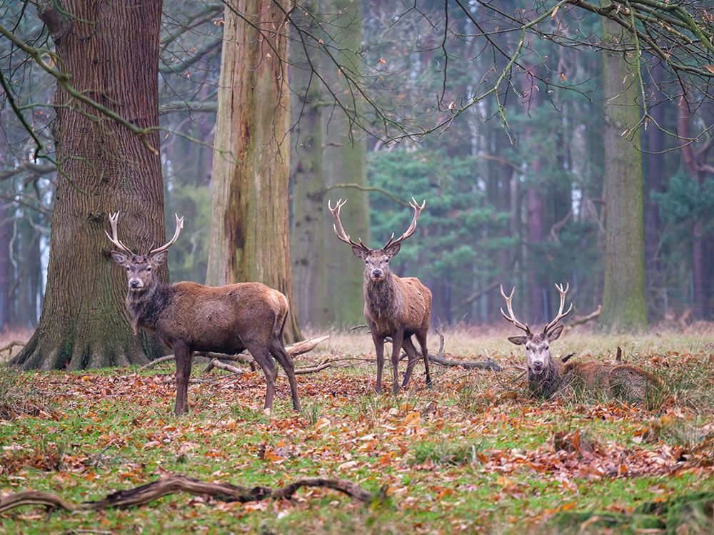 Stags in the forest art print by Assaf Frank for $57.95 CAD