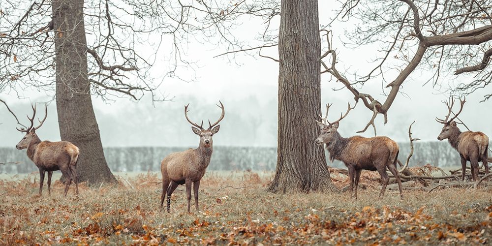 Stags in forest art print by Assaf Frank for $57.95 CAD
