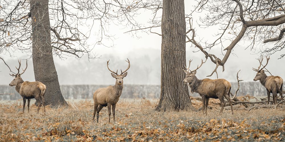 Stags in the forest art print by Assaf Frank for $57.95 CAD